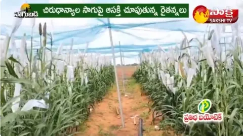 Bajra Cultivation Information 