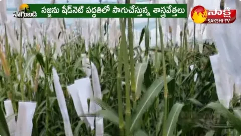 Pearl Millet Cultivation: Bajra Crop Cultivation
