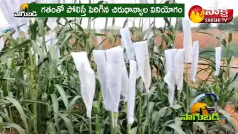 Seed Purification for Bajra (Sajja) Crop Cultivation