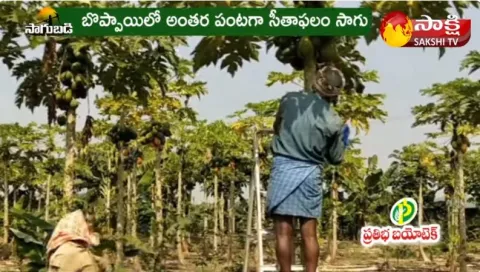 Taiwan Red Lady Papaya Cultivation