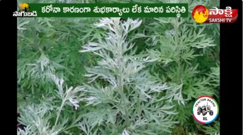 Laina Cultivation in Bapatla