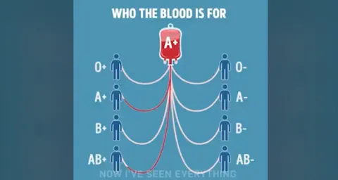 Which Blood Group Is For Whom? 
