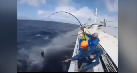 Viral Video Catching The Fishes