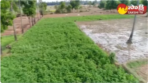 Huge Profits With Brinjal Cultivation