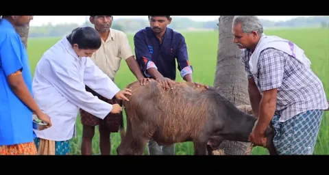 YSR Sanchara Pashu Arogya Seva 