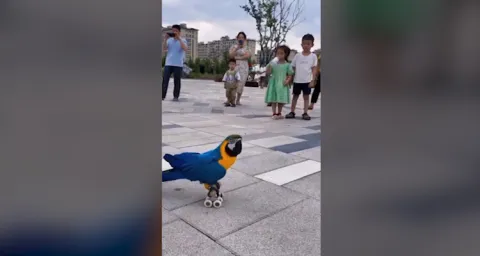 Parrot Skating Viral Video