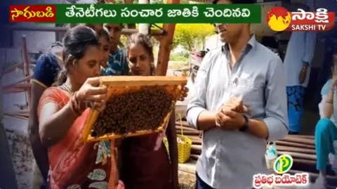 నాణ్యతా దిగుబడికి తేనెటీగలు కీలకం