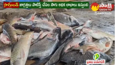 Success Story Of Fish Farming