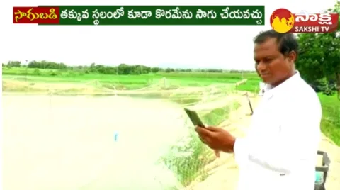  Koramenu Fish Farming in Telugu 