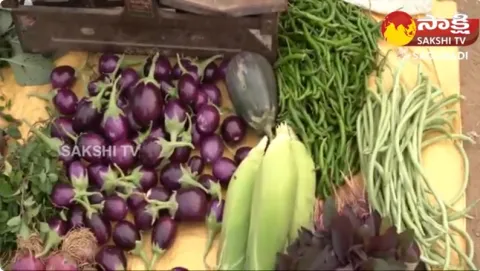 Success Story of Ivy Gourd Cultivation