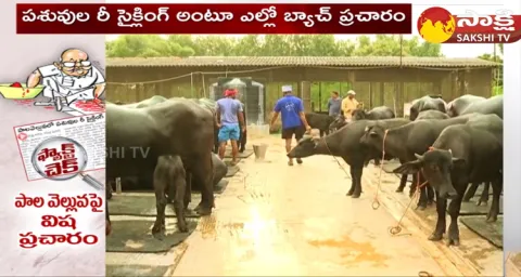 Eenadu Fake News On Jagananna Pala Velluva Livestock Recycling