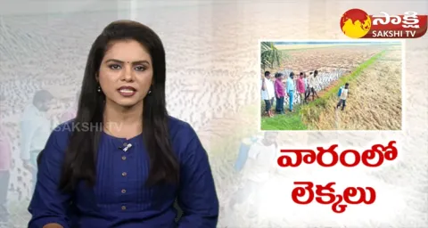 Huge Crop Loss To Farmers Due To Heavy Rains