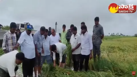 Cyclone Michaung Damage Paddy Crop in West Godavari