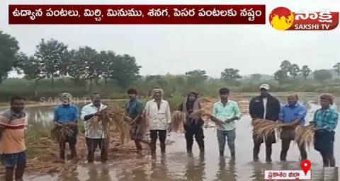 Prakasam District Collector Dinesh Kumar About Mirchi Crop Loss Assessment 