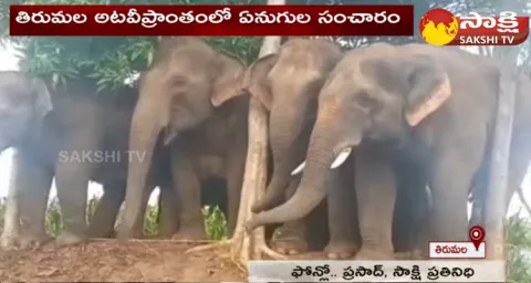 Elephant Mob Hulchul In Tirumala