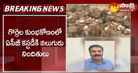 Sheep Distribution Scam Latest Update 