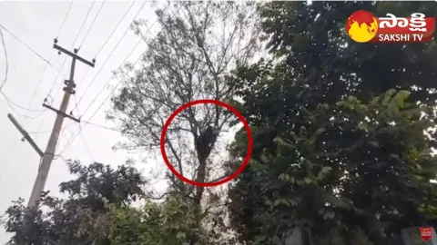 Bear Hulchul At Manakondur Karimnagar District