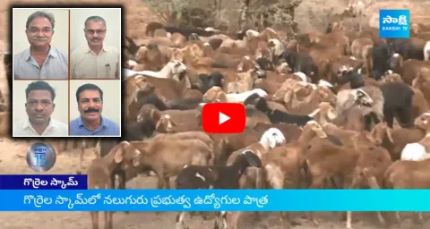 ACB Speed Up Investigation In Sheep Distribution Scam 