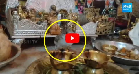 Maha Shivarathri Special Bird Came To Pray Lord Shiva 