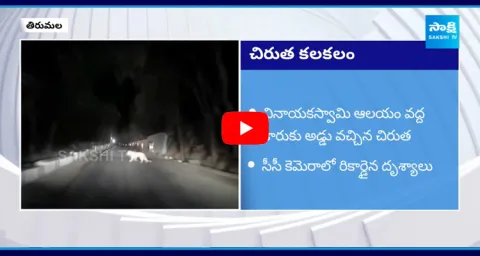 Leopard Hulchul At Tirumala