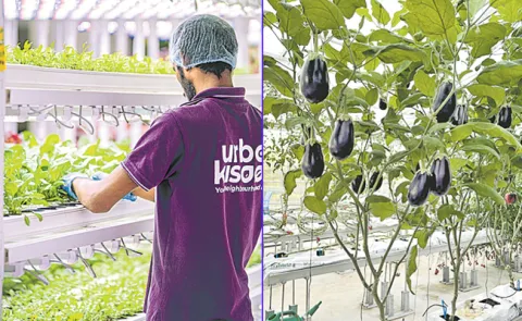 Hyderabad Company Urban Kisan Has Developed Its Own Technologies For Urban Cultivation