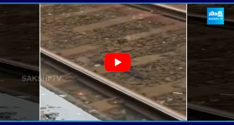 Fishes On Railway Tracks 