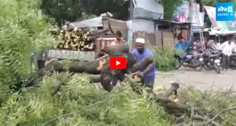 TDP Thugs Cut Down Hundred Year Old Neem Tree