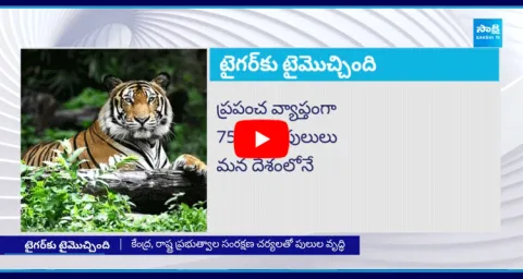 Special Focus On International Tiger Day 