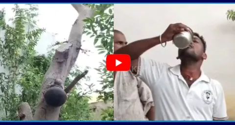 Medi Kallu In Nagar Kurnool