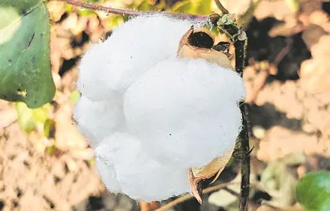 A New High Yielding Straight Variety Of BT Cotton In Rain Fed Lands