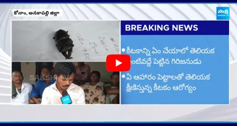 Anakapalle Tribal Caught Valuable Insect Stag Beetle 