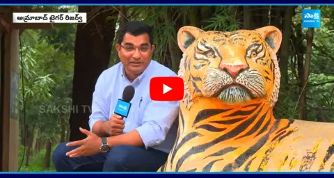 Tigers Life Style In Amrabad Tiger Reserve Forest