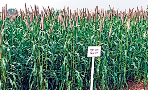 new varieties seeds should reach farmers says Dr Janila Pasupuleti