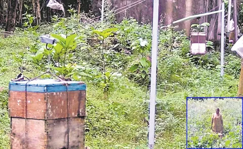 Attukomba Immortal Legume Is Cultivated As A Border Crop By The People Of Kerala
