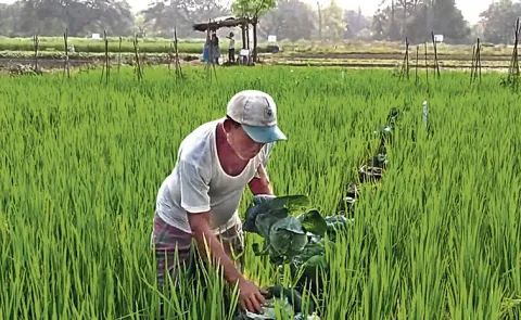 Cultivation of vegetables in  paddy with gunny bags