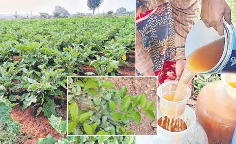 Soil Castor Saffron Nuts solution the best fertilizer for greenary in farms