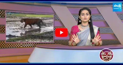 Tiger Wandering In Farming Land 