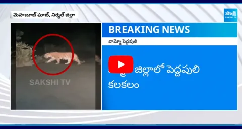 Tiger Wandering On Roads In Nirmal District