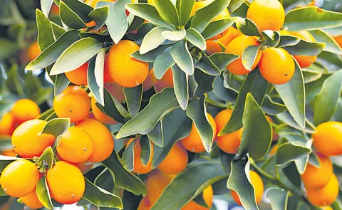 Kumquat fruit interesting facts and health benefits