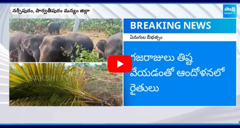 Elephants Destroyed More Than 200 Coconut Tress