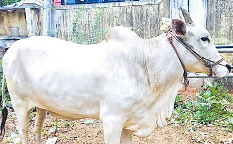 Homeopathic medicines Cow fodder