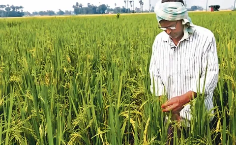 Software Engineer quit job and  Takes up Organic Farming 