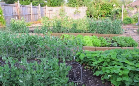 These Principles For Success In Vegetable Gardening
