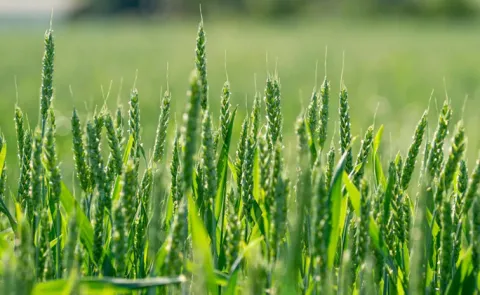 Researchers find bacteria that clean up pesticides from soil to yield 