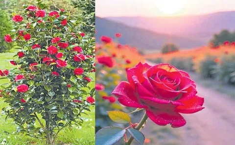 Camellia How To Grow And Care