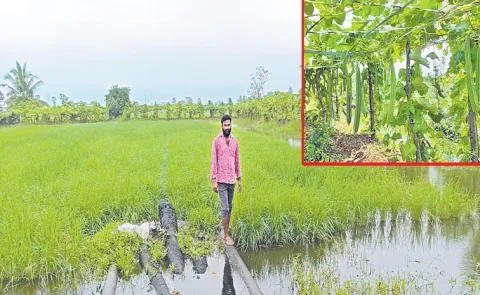 Paddy cum fish farming involves preparing an area