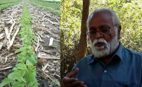 No plowing no weeding no chemicals organic farming by Raju