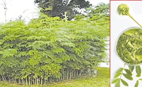 Benefits of Drumstick Leaves