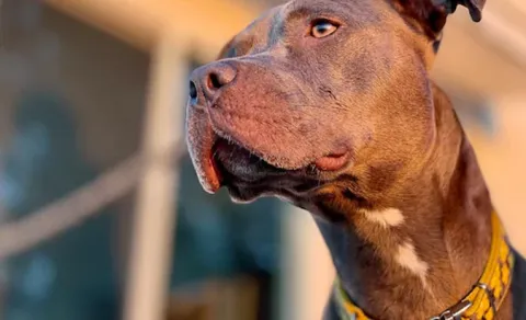 Man claims he was shot by dog