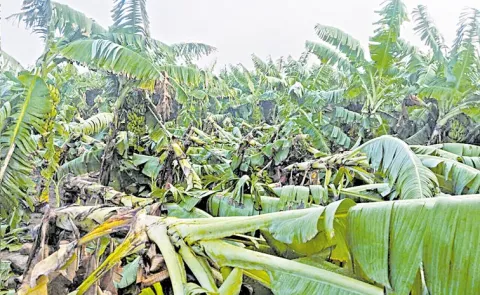 Rayalaseema districts: Heavy rain Destroyed Banana Crop